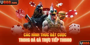 Các hình thức đặt cược trong đá gà trực tiếp thomo