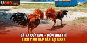 Đá Gà Cựa Dao – Môn Giải Trí Kịch Tính Hấp Dẫn Tại U888