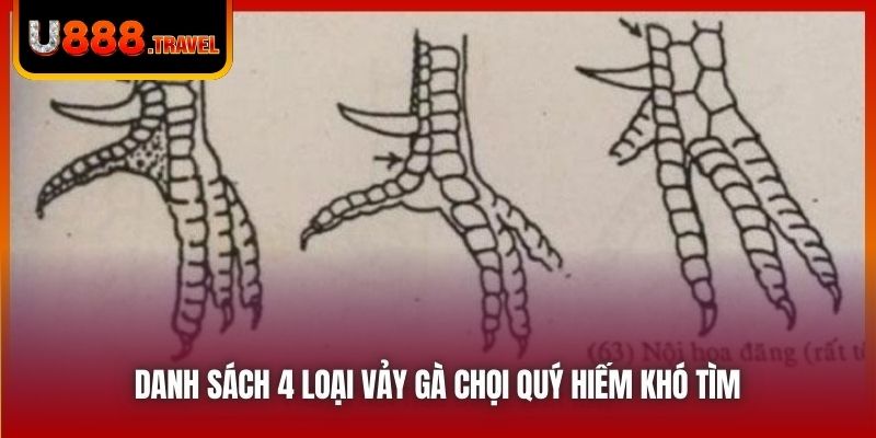 Danh sách 4 loại vảy gà chọi quý hiếm khó tìm