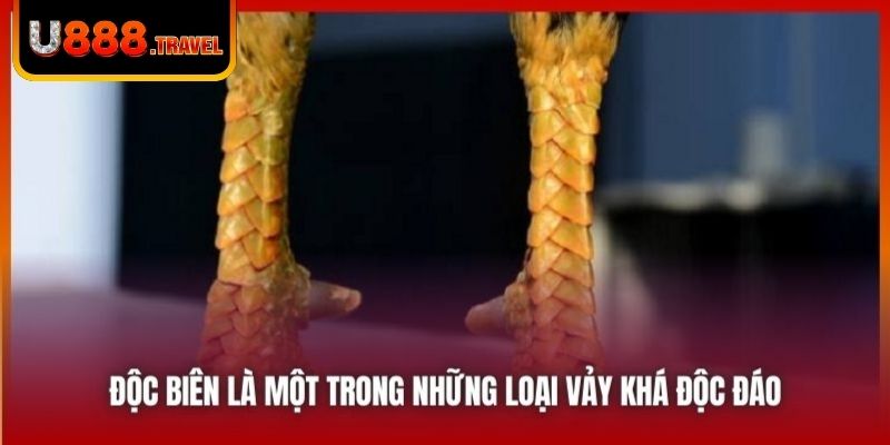 Độc biên là một trong những loại vảy khá độc đáo