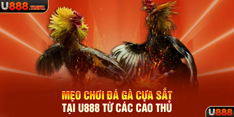 Mẹo chơi đá gà cựa sắt tại U888 từ các cao thủ